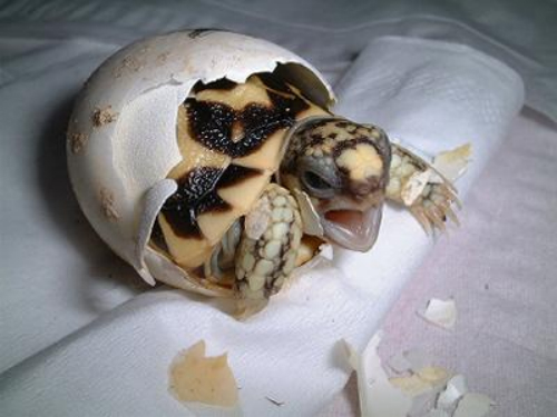 거북이 이미지
